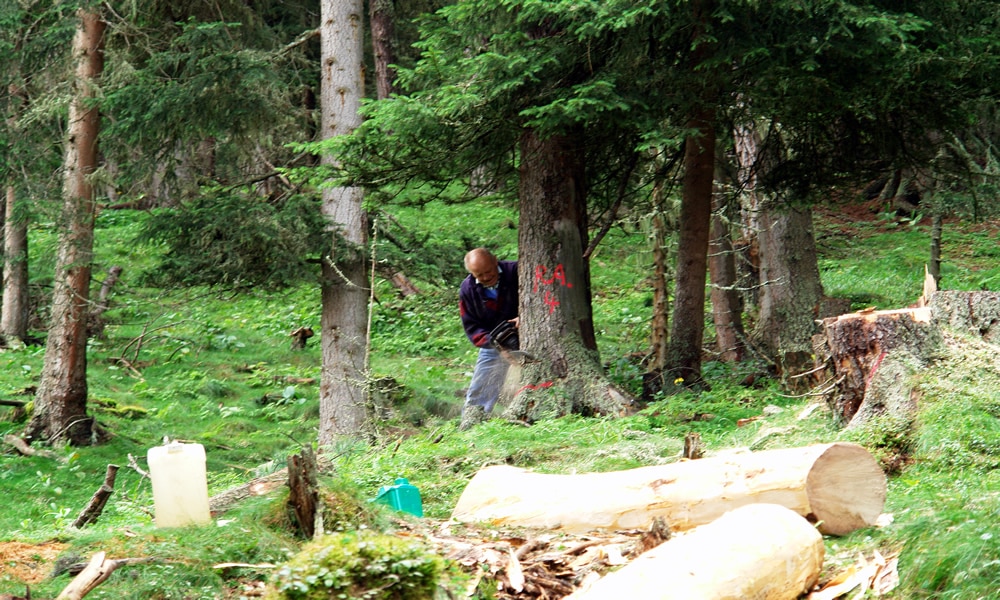 Zirbenholz - Baum fällen für die Zirbenlege im Hotel Natürlich in Fiss, Tirol.