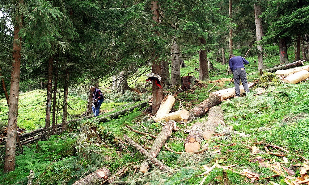 Holzarbeit im Fisser Wald. Hotel Natürlich in Fiss, Tirol