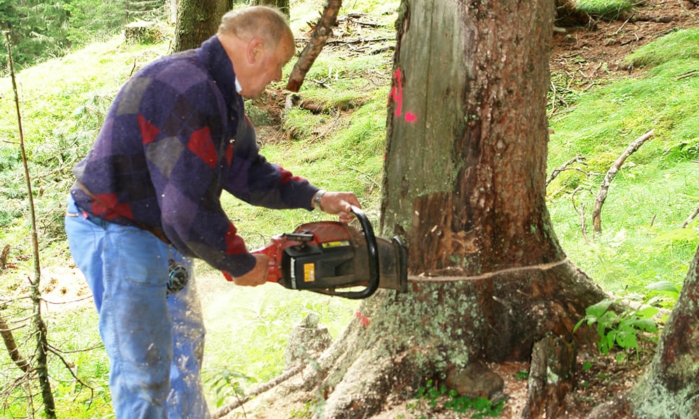 Zirbenholz-Lege im Hotel Natürlich in Fiss, Tirol - Fällen des Baumes im Fisser Wald.