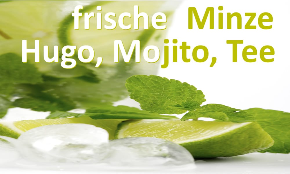 Bar im Natürlich. Hotel mit Charakter in Tirol - Österreich. Ausgefallene Aperitifs. Minze.