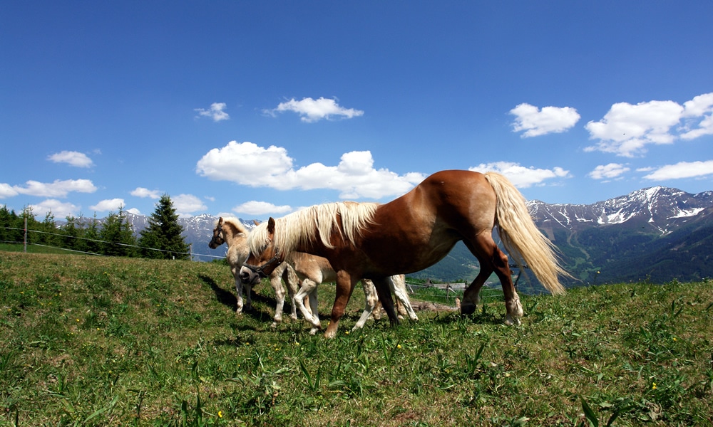 Natur in Serfaus-Fiss-Ladis in Tirol. Pferde auf Bergwiese.