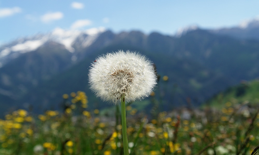 Natur in Serfaus-Fiss-Ladis in Tirol. Löwenzahn.