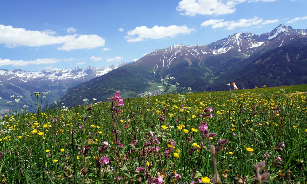 Natur in Serfaus-Fiss-Ladis in Tirol. Blumenwiese mit Bergen.