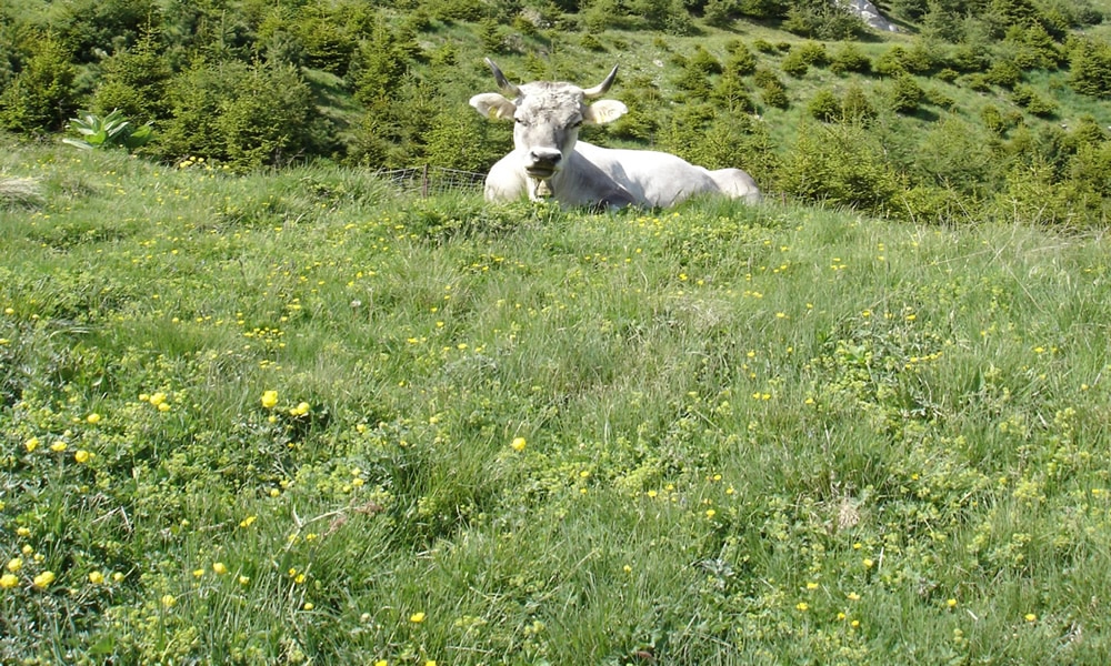 Natur in Serfaus-Fiss-Ladis in Tirol. Kuh auf Wiese.