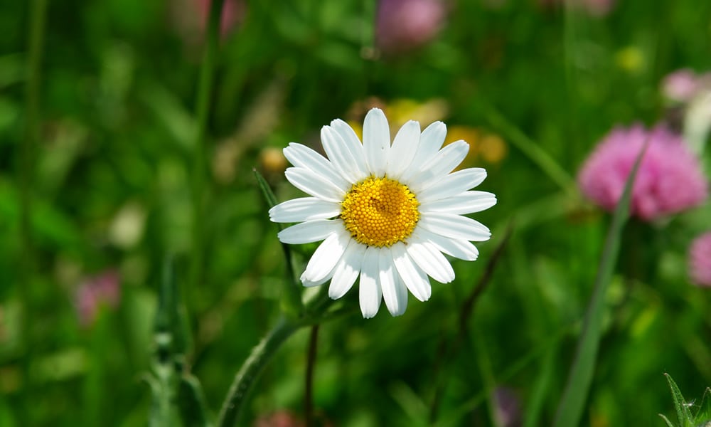 Natur erleben in Serfaus-Fiss-Ladis in Östereich! Gänseblümchen!