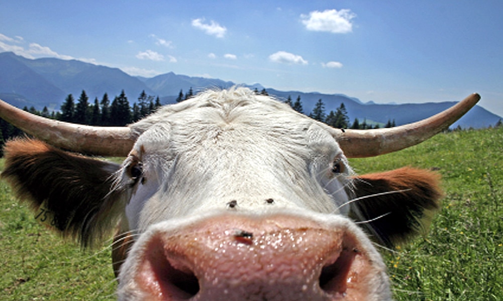 Sommerregion Serfaus-Fiss-Ladis. Kuh in den Bergen der Region!" - Summerregion - Zomerregio.